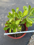 Adenium Obesum Desert Rose – Thick Trunk Caudex Bonsai #964