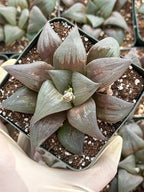 Harworthia Mutica Dark Clear Window | Easy Care Succulent | Live Plant