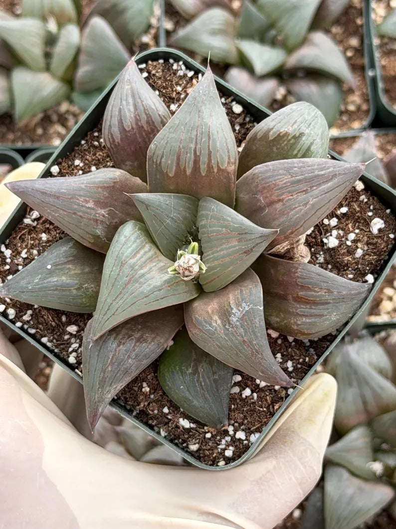 Harworthia Mutica Dark Clear Window | Easy Care Succulent | Live Plant