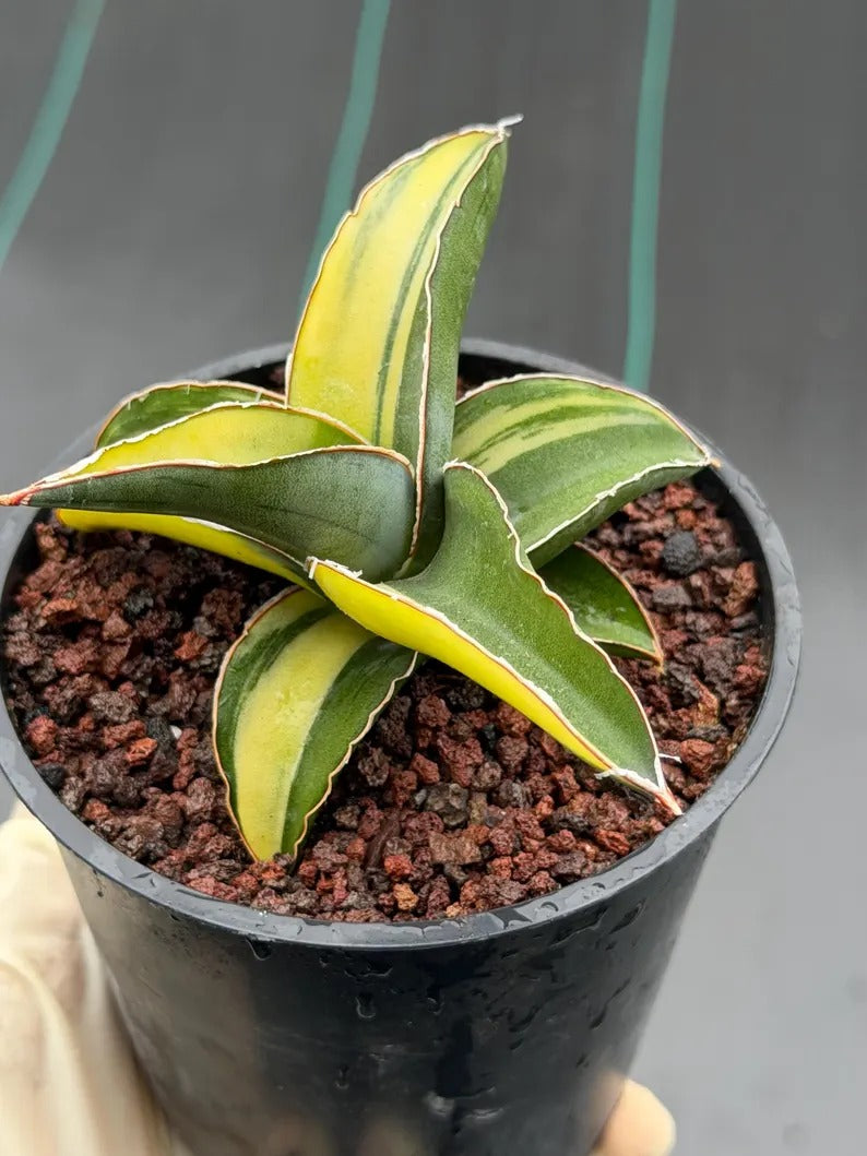 Variegated Sansevieria Robusta Fat Easy Care House Plant | Live Plant #728