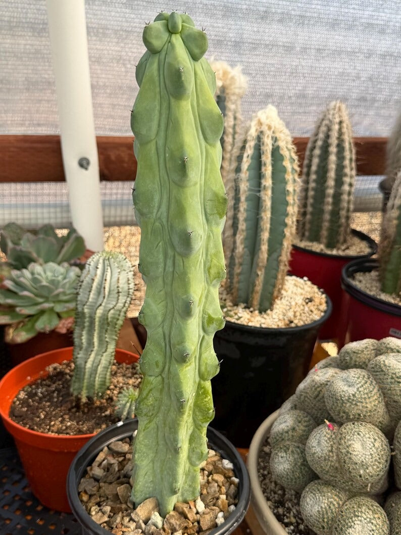 Boobbie Cactus Live Succulent Easy Care Rare Desert Plant Gift