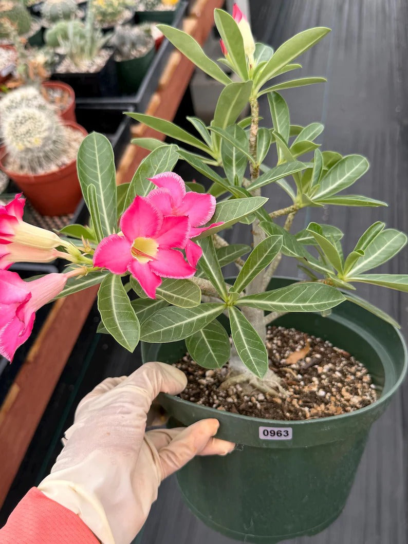 8” Adenium Arabicum | Pink flower | Live Plant | Rare Plant #963