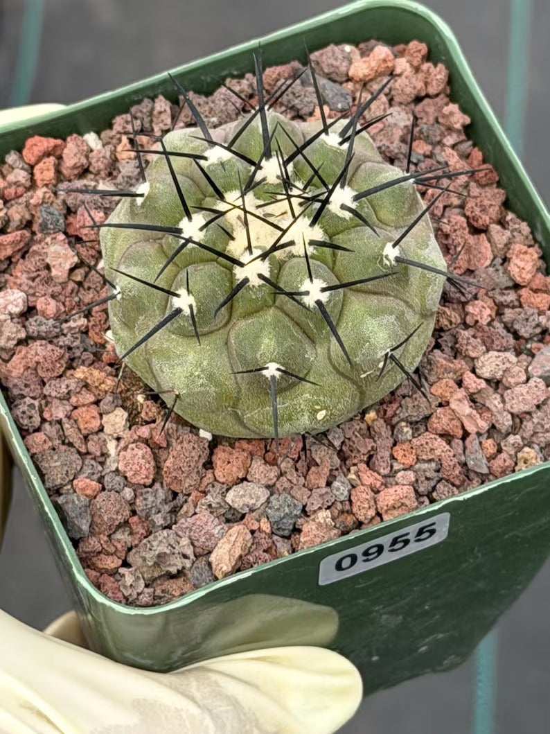 Copiapoa Cinerea Rare Collector Cactus #955 Desert Cactus Plant