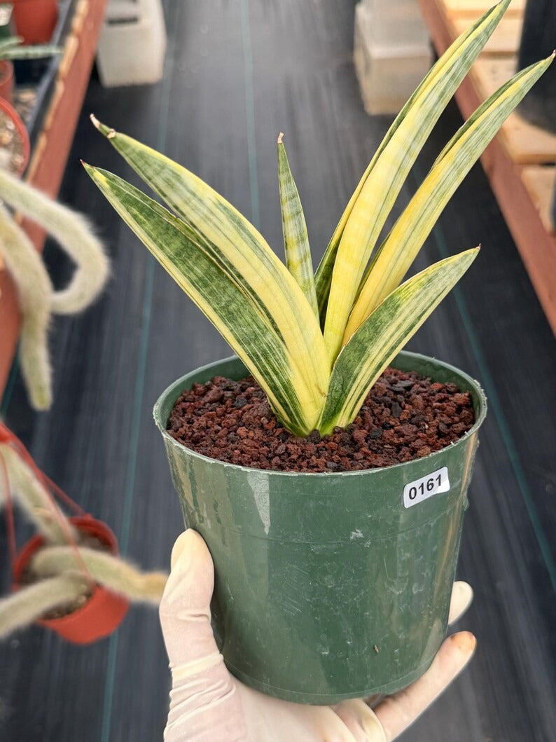 Variegated Sansevieria Marsha Anjani Rare Snake Plant | Live Succulent #161