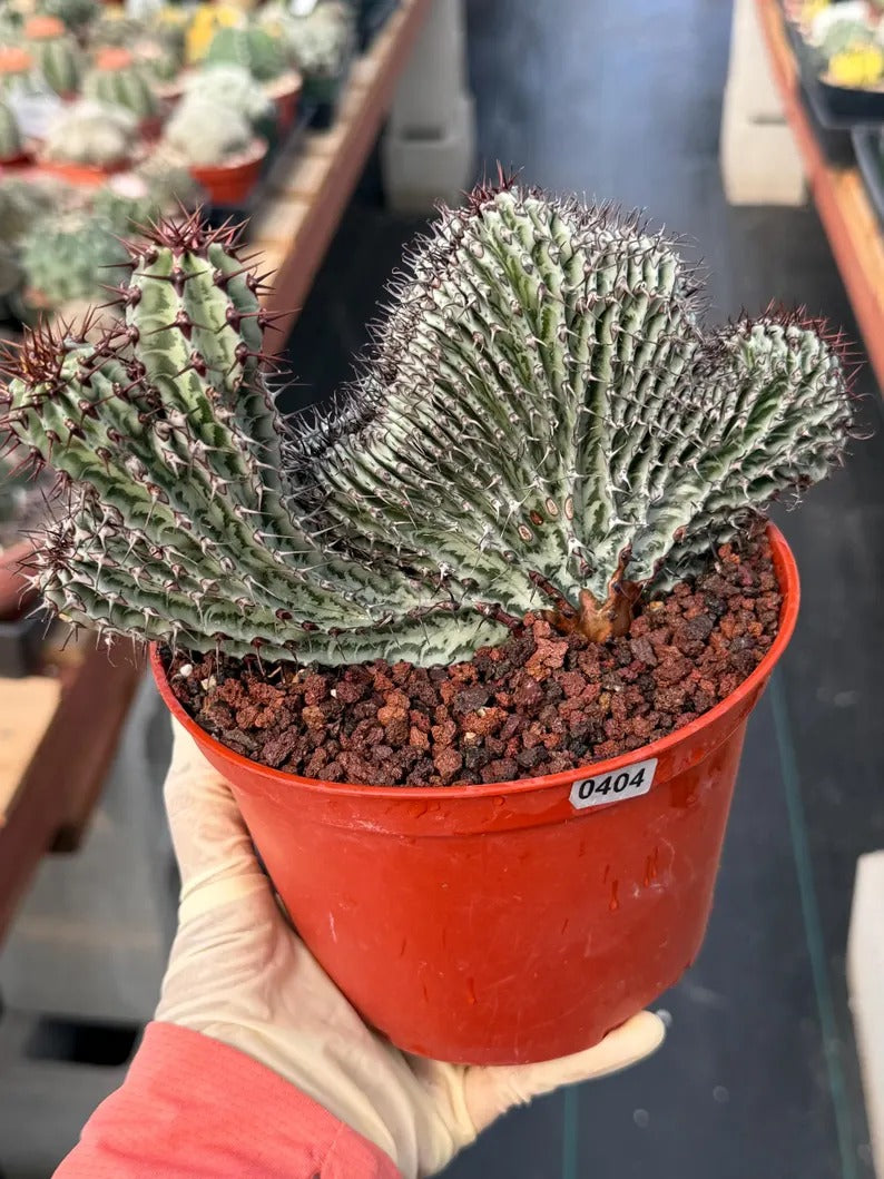 Crested Euphorbia Confinalis on short graft | Rare Spiked Cactus #404