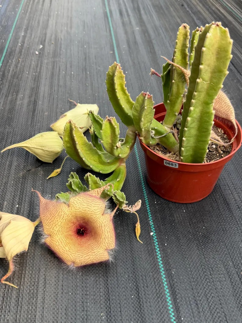 6” Stapelia Orbrea yellow flowers #683 , Easy Care Cactus, Succulent Plant Lover Gift