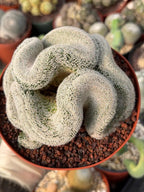 Mammillaria Cristata – Large Crested Form Rare Crested Cactus with White Spines #1018