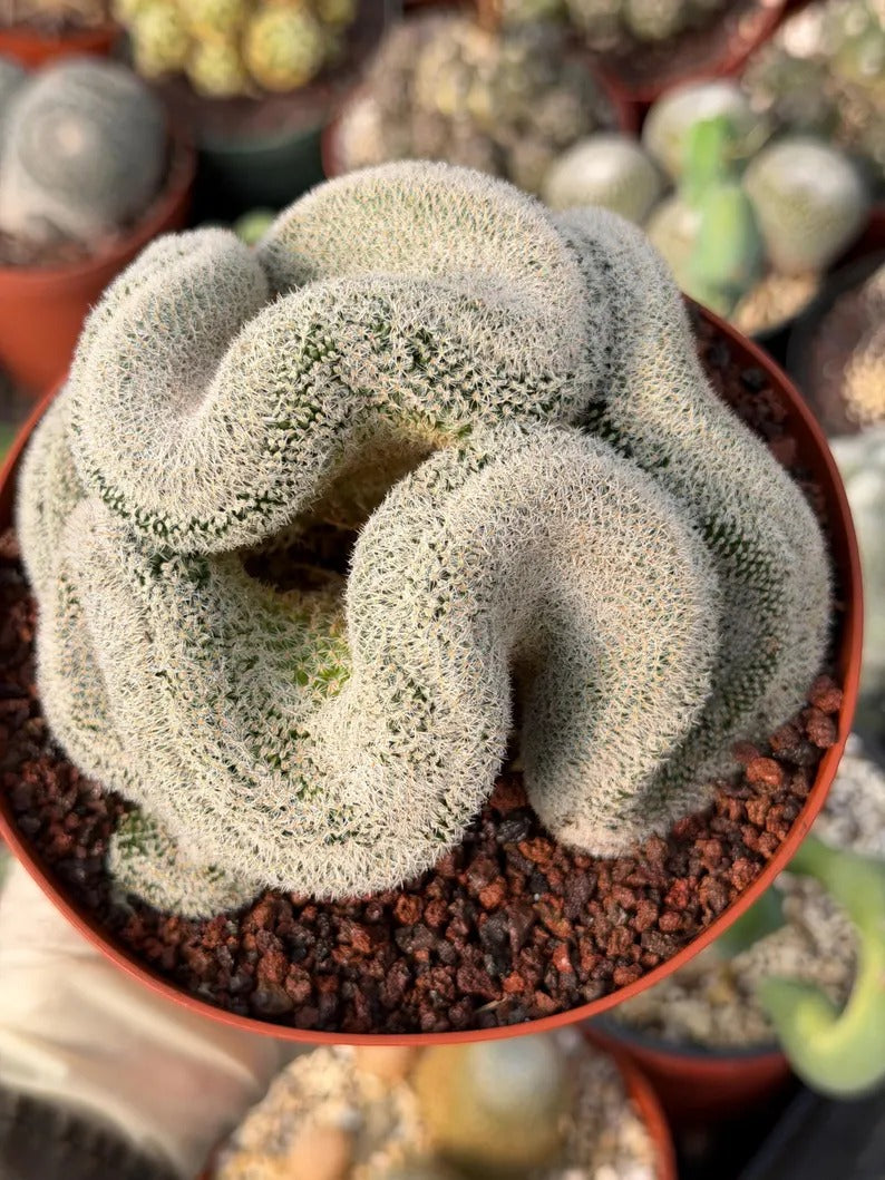 Mammillaria Cristata – Large Crested Form Rare Crested Cactus with White Spines #1018