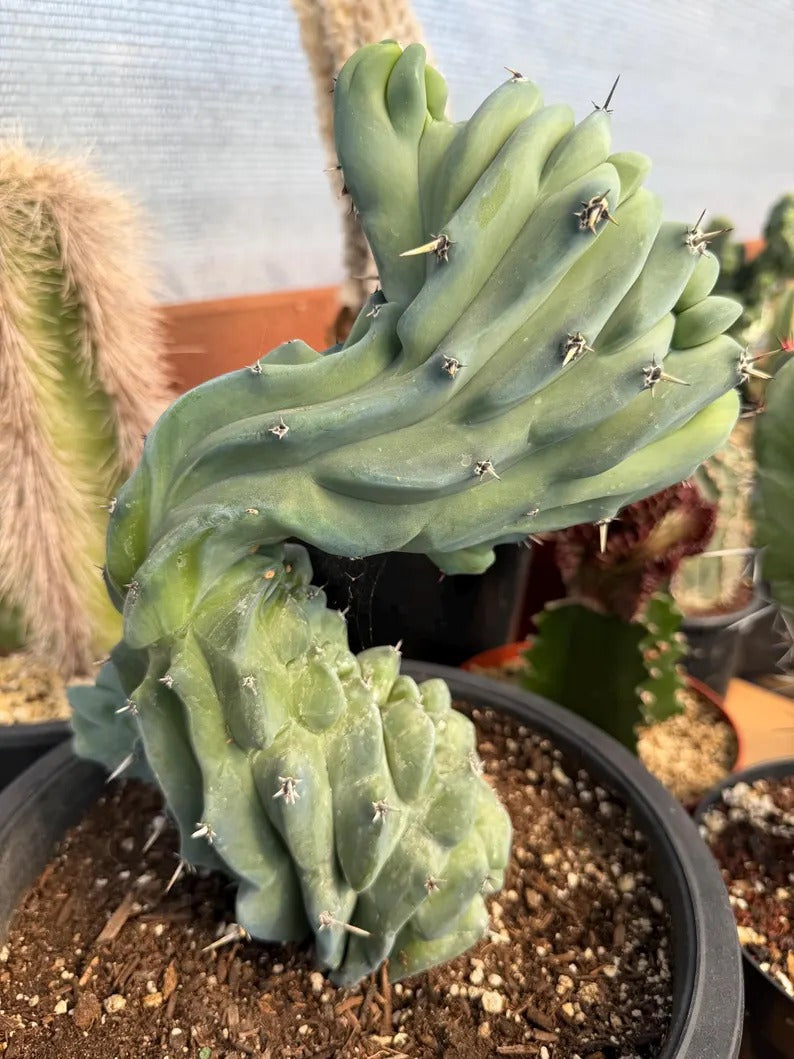 Crested Blue Myrtle Cactus | Crested Plant | Live Plant