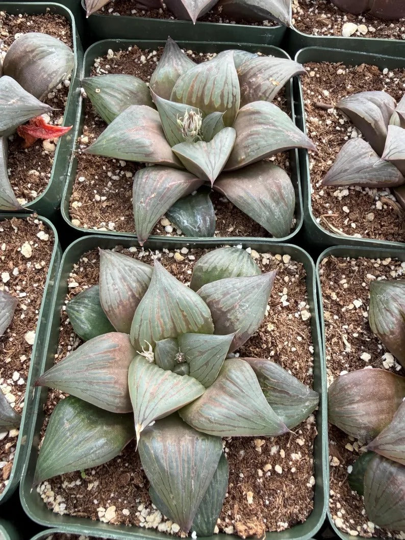 Harworthia Mutica Dark Clear Window | Easy Care Succulent | Live Plant