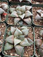Harworthia Mutica Dark Clear Window | Easy Care Succulent | Live Plant