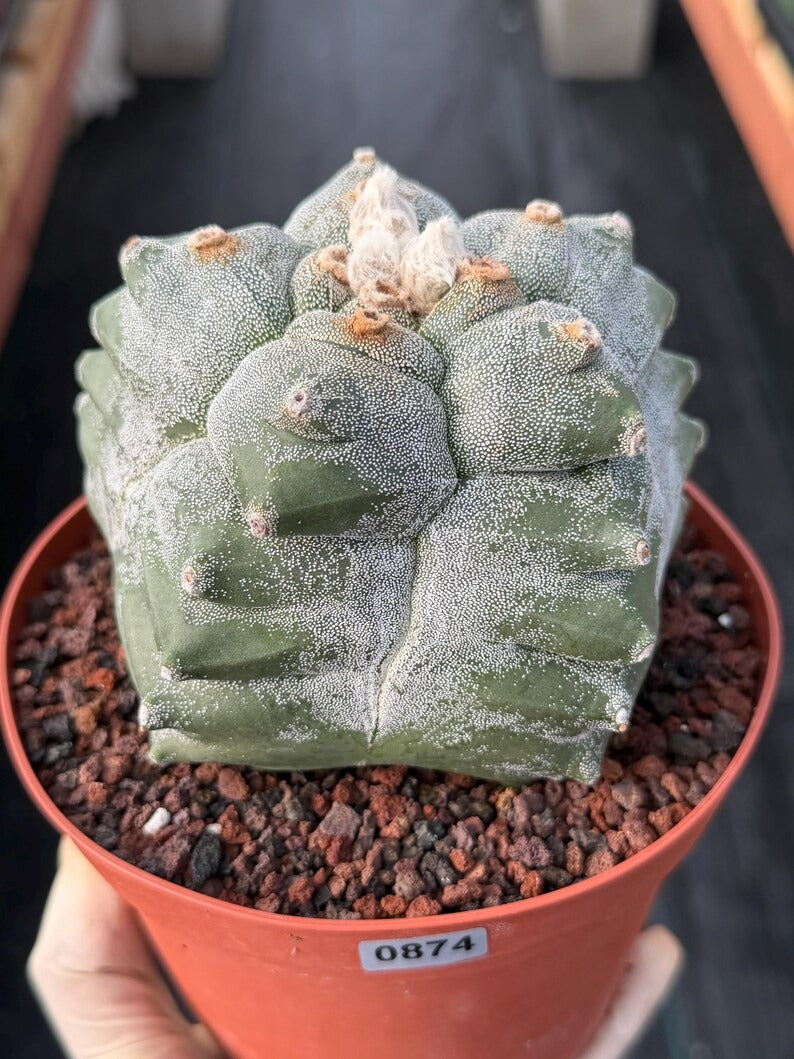 Astrophytum Myriostigma Kikko Seedgrown | Live Cactus | Rare Plant | #874
