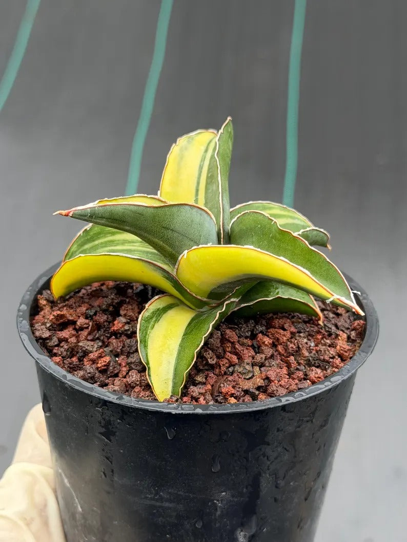 Variegated Sansevieria Robusta Fat Easy Care House Plant | Live Plant #728