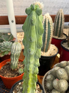 Boobbie Cactus Live Succulent Easy Care Rare Desert Plant Gift