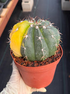 6” Variegated Melocactus #416 | Live Cactus | Live Plant