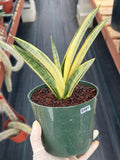Variegated Sansevieria Marsha Anjani Rare Snake Plant | Live Succulent #161