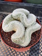 Mammillaria Cristata – Large Crested Form Rare Crested Cactus with White Spines #1018