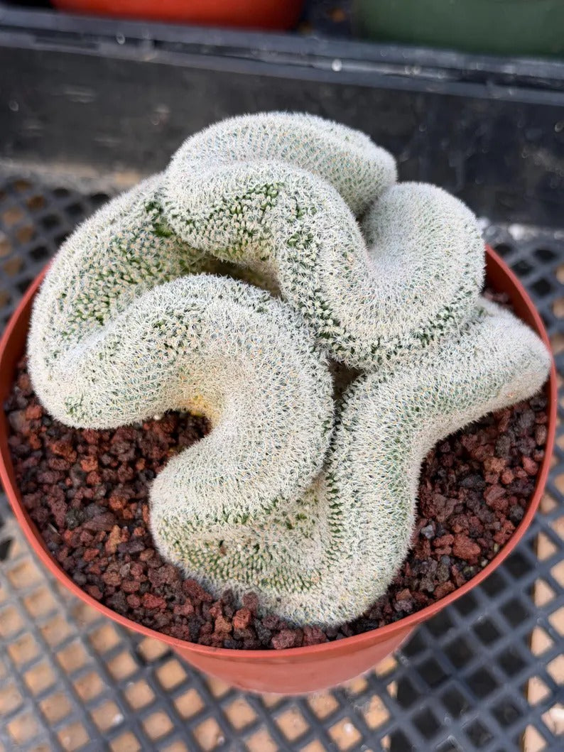 Mammillaria Cristata – Large Crested Form Rare Crested Cactus with White Spines #1018