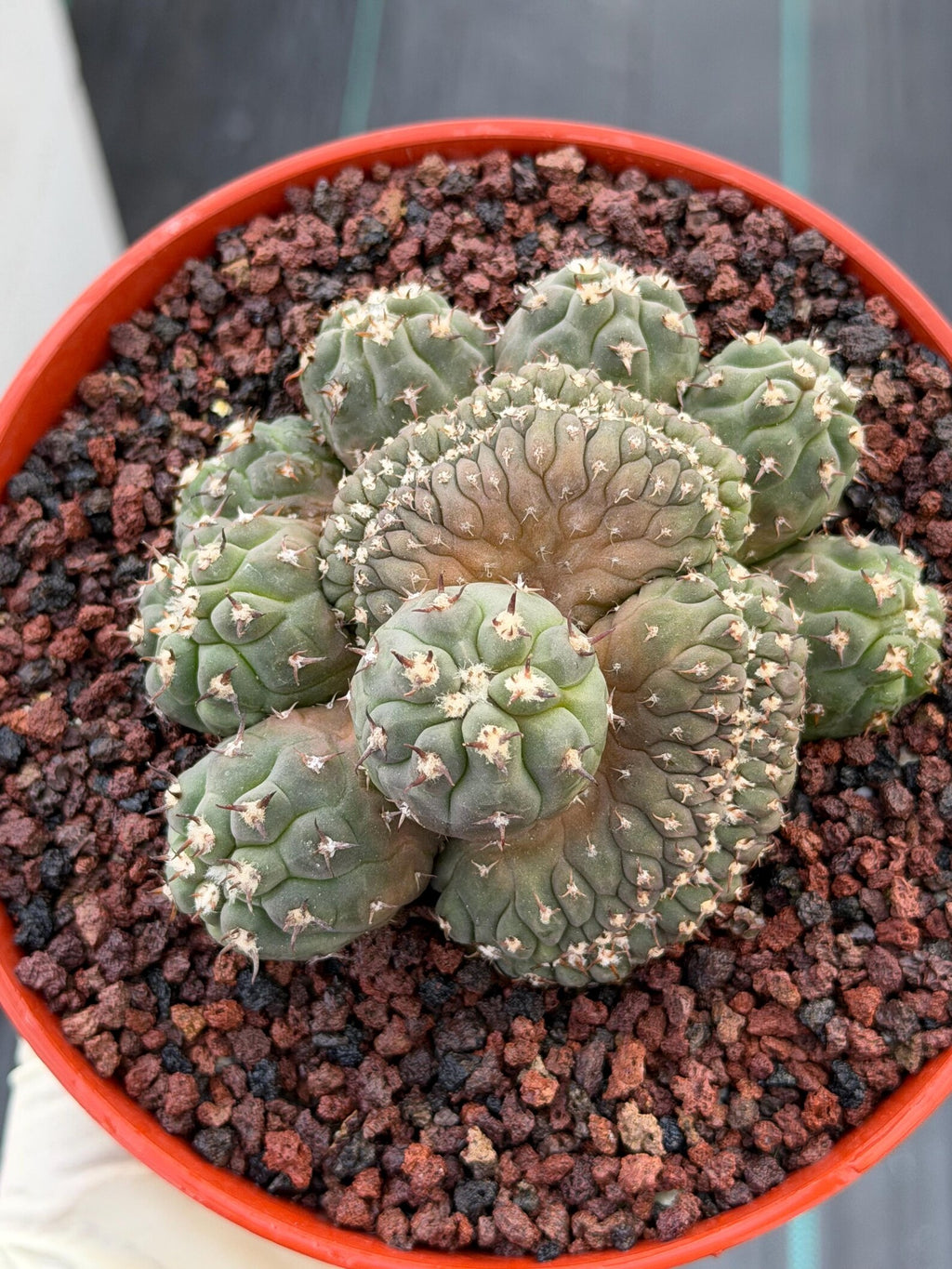 Gymnocalycium Spegazzinii Unguispinum Cluster #331 | Rare Collector Cactus | Live Plant