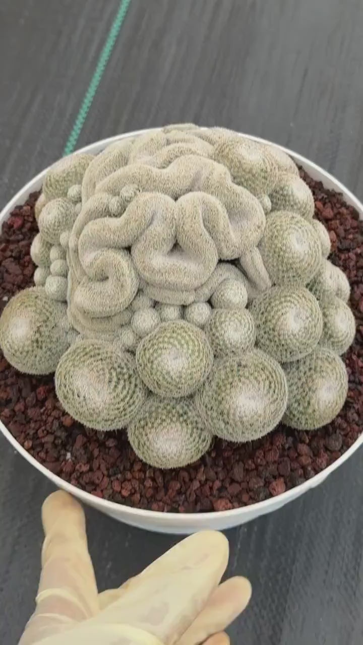 Mammillaria Perbella Cluster | Rare Specimen Cactus #607