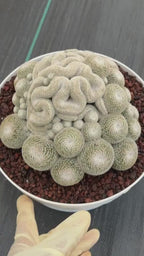 Mammillaria Perbella Cluster | Rare Specimen Cactus #607