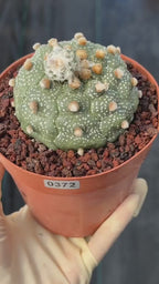 Astrophytum Kikko Turtle Form w/ Pup – White Flecks (#372)