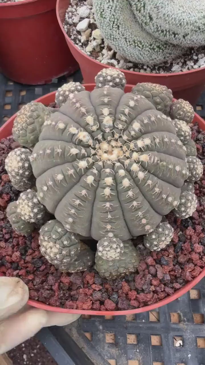 Gymnocalycium Ragonesei Cluster #800 – Rare Seed-Grown UFO Form Collector Cactus