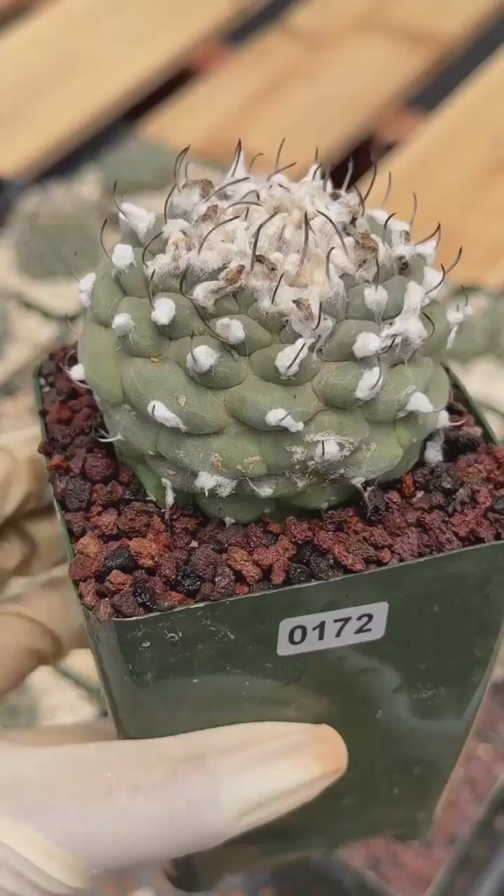 Turbinicarpus schmiedickeanus – Rare Woolly Mexican Miniature Cactus #172