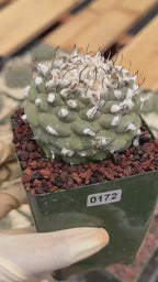 Turbinicarpus schmiedickeanus – Rare Woolly Mexican Miniature Cactus #172