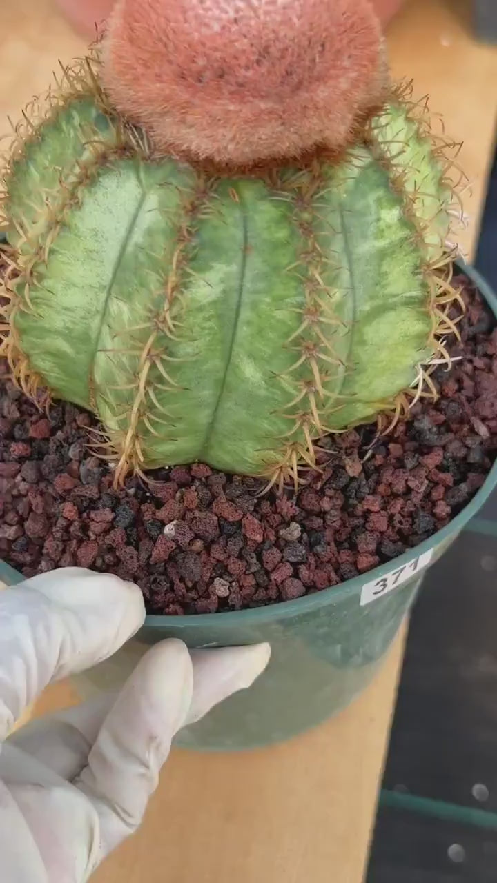 Variegated Melocactus Matanzanus with Orange Cephalium #371