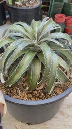 Dyckia Hybrid Spiral Form Rare Live Plant – Exact Specimen #505