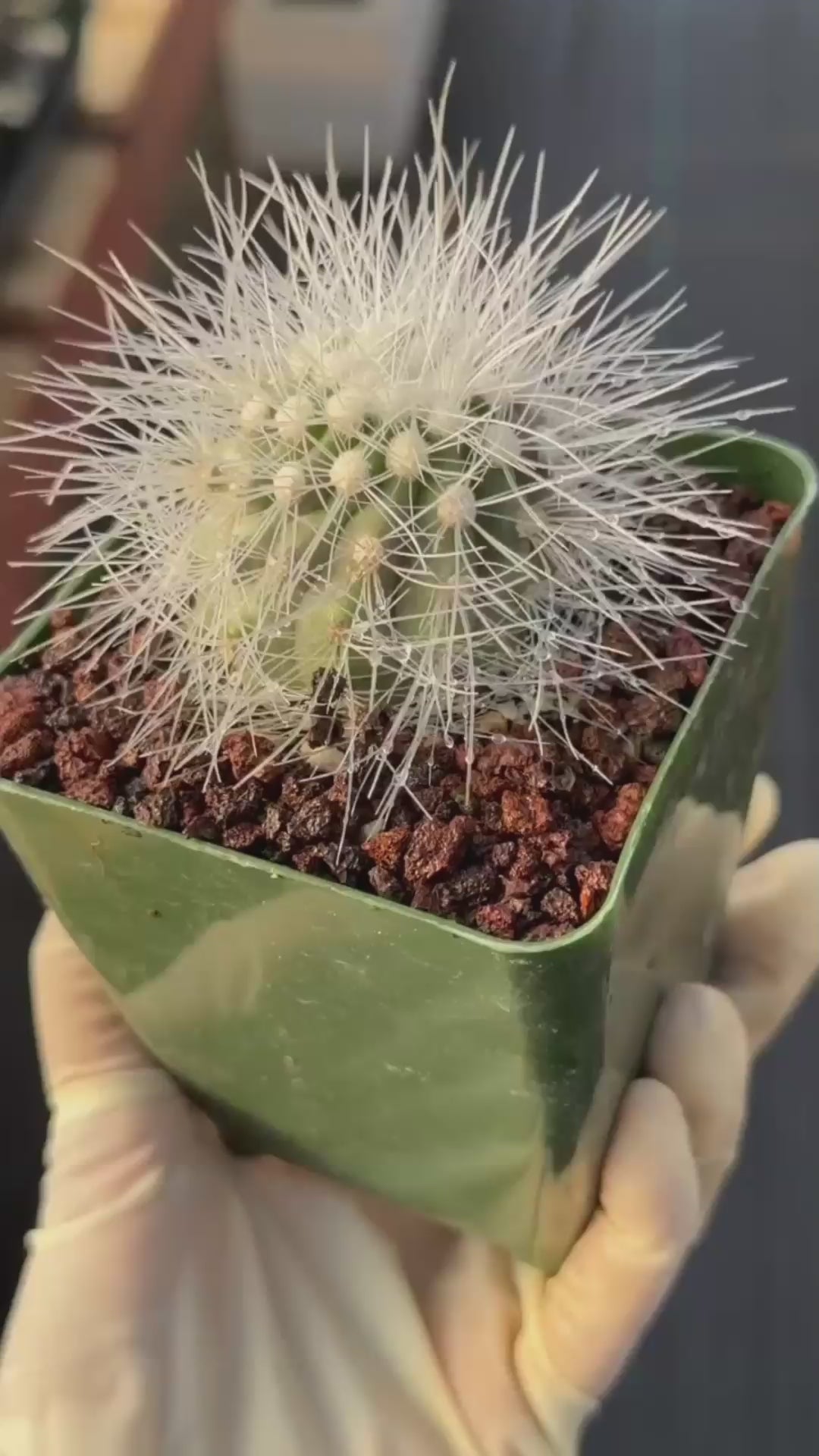 Copiapoa Krainziana Offset #224 | Rare Collector Cactus | Seed Grown Succulent