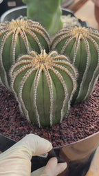 Rare 3‑Head Uebelmannia Pectinifera Cactus | Seed‑Grown Collector Specimen #800