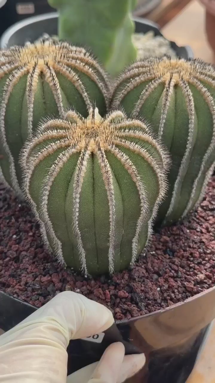 Rare 3‑Head Uebelmannia Pectinifera Cactus | Seed‑Grown Collector Specimen #800