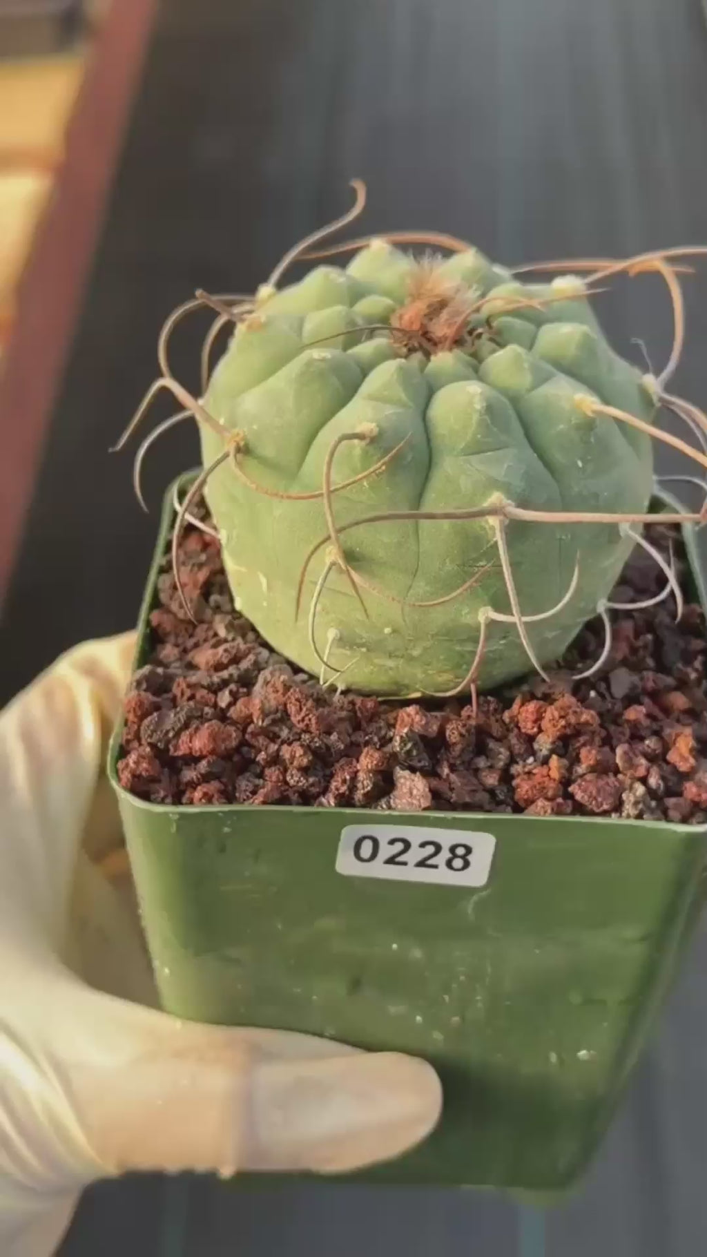 Matucana Busy Spine #228 | Rare Collector Cactus | Dense Spination Succulent