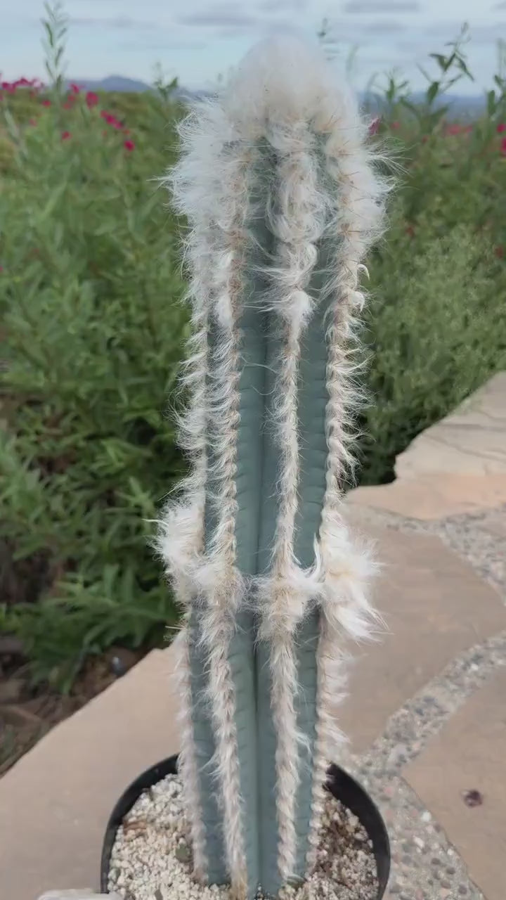 Blue Pilosocereus Palmeri Cactus – 21" Rooted Cutting