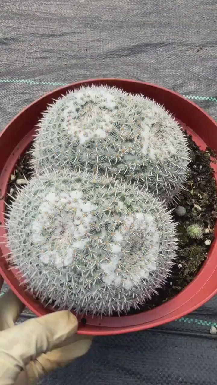Large Mammillaria Owl Eyes Rare Live Cactus – Exact Specimen Plant #776