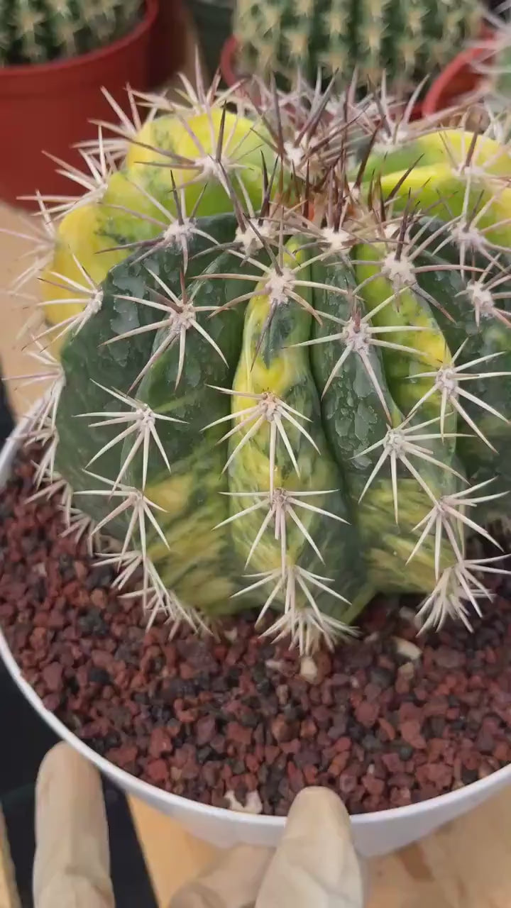 Variegated Melocactus | Live Cactus #149