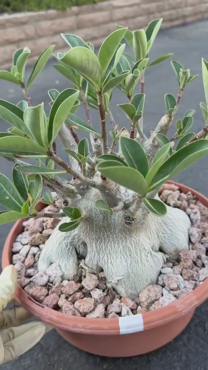 Large Specimen Adenium Arabicum #912 | Pink Flower Live Plant