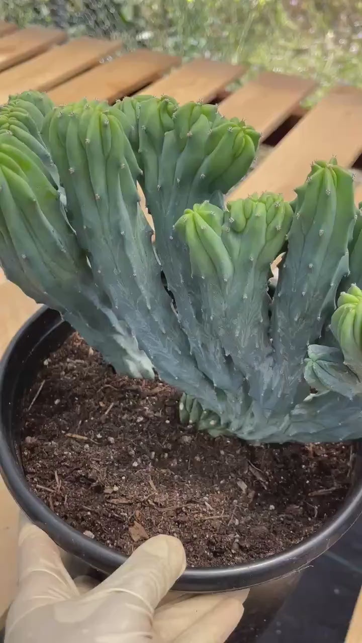 Crested Blue Myrtle Cactus | Rare Live Crested Cactus #537