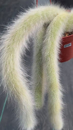 Hairy Monkey Tail Cactus  | Fuzzy White Live Cactus #724