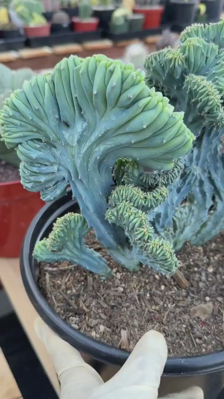 Crested Blue Myrtle Cactus | Easy Care Plant Lover Gift #867