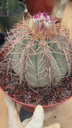 Echinocactus Horizonthalonius #931 | Rare Devil's Head Cactus | Live Plant