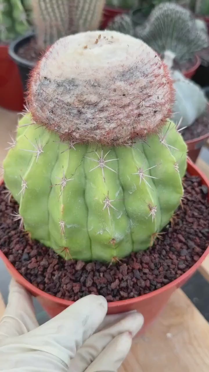 Melocactus with White Cephalium | Lime Green Rare Cactus #85