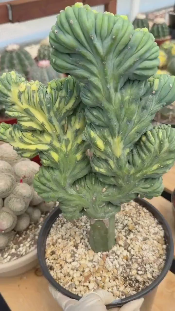 Variegated Crested Blue Myrtle Cactus Grafted #396