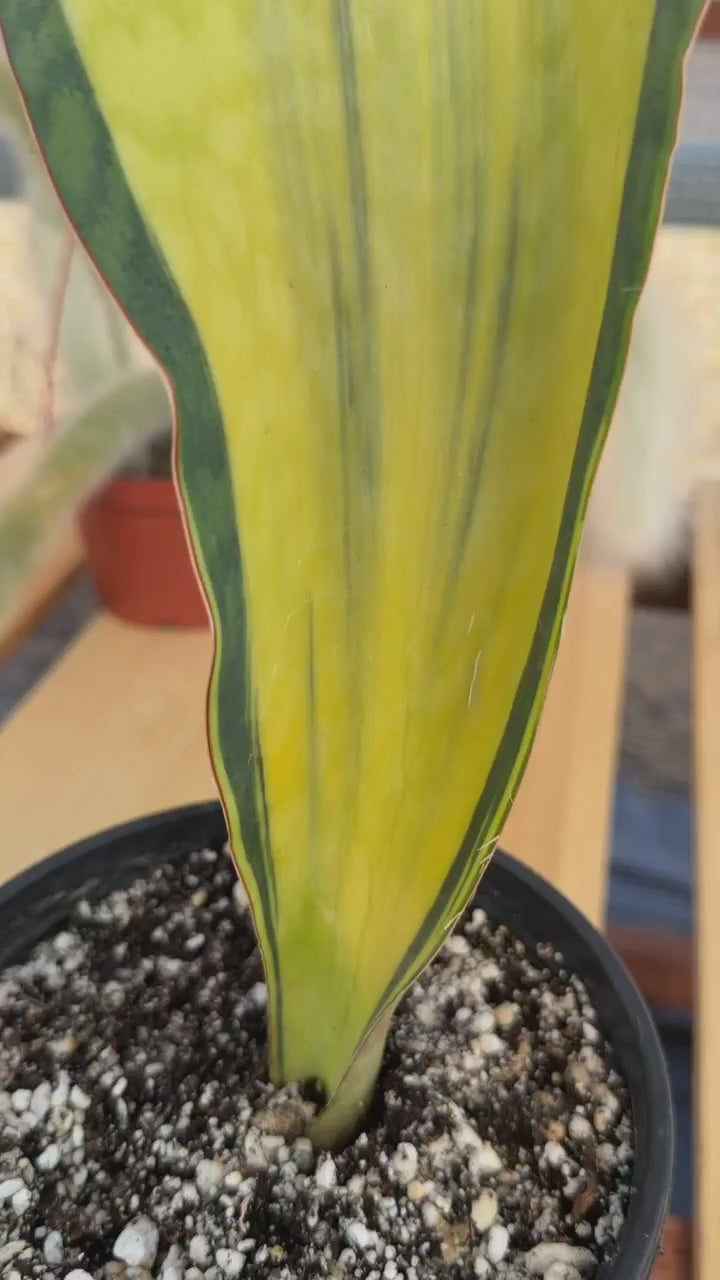 Variegated Sansevieria Mason – Rare 15" Snake Plant | Live Collector Houseplant