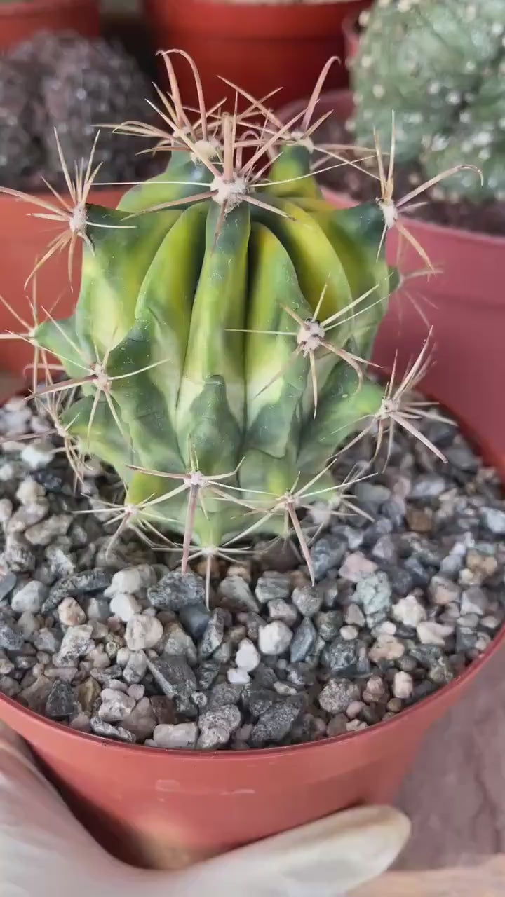 Variegated Ferocactus Gracilis Rare Large Cactus Live Plant