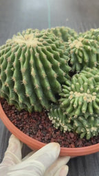 Crested Echinocactus Grusonii Inermis | Rare Short Spine Cluster Live Cactus