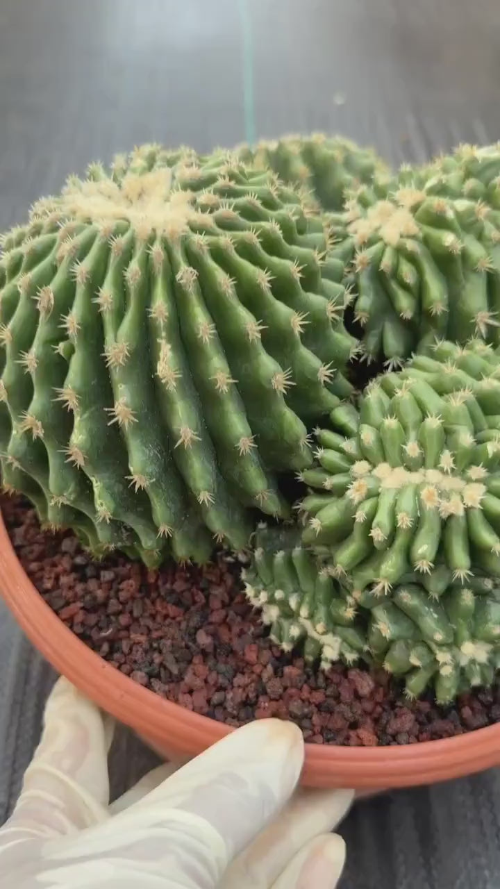 Crested Echinocactus Grusonii Inermis | Rare Short Spine Cluster Live Cactus