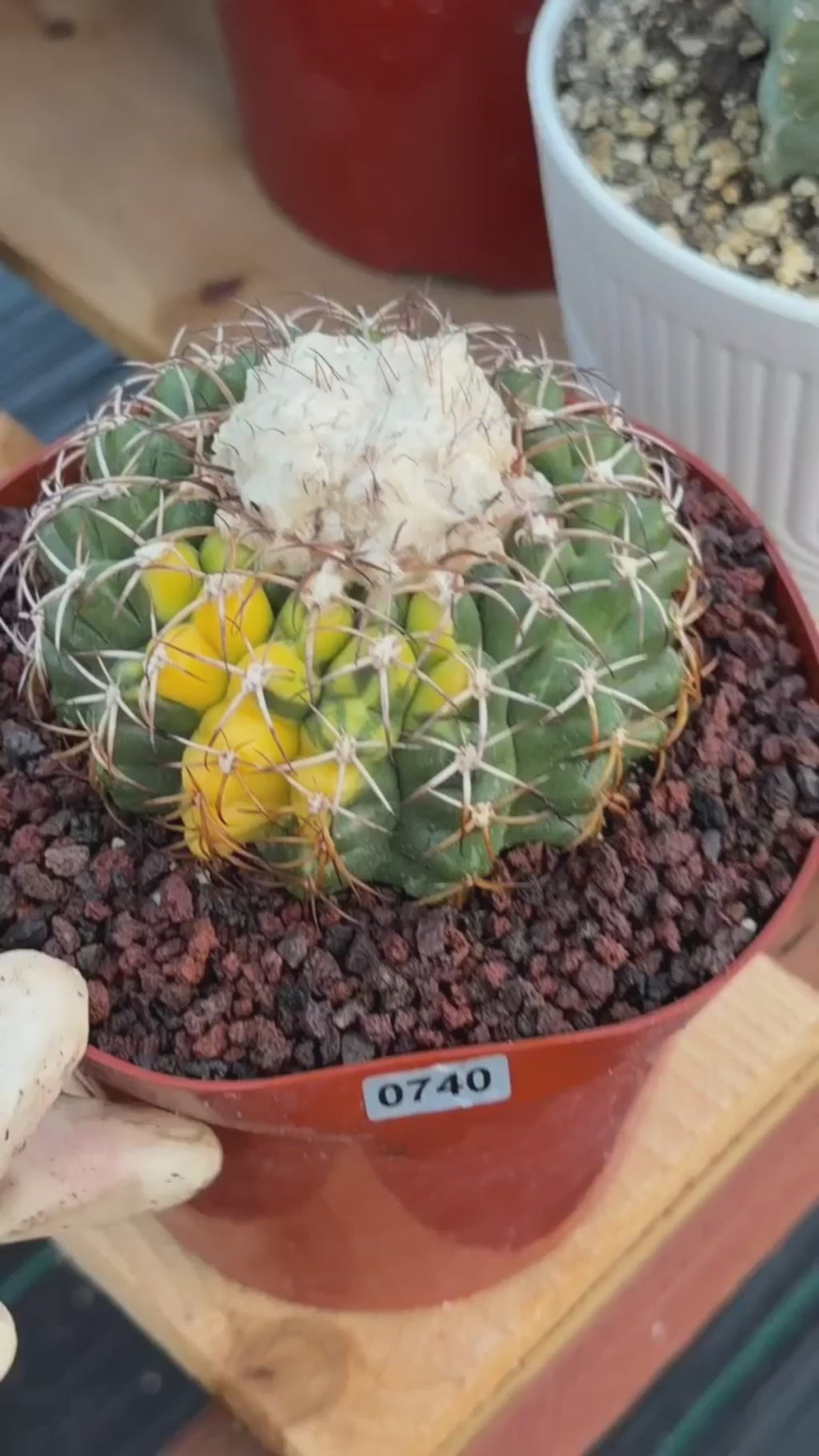 Variegated Discocactus Seed Grown | Rare Collector Cactus #740